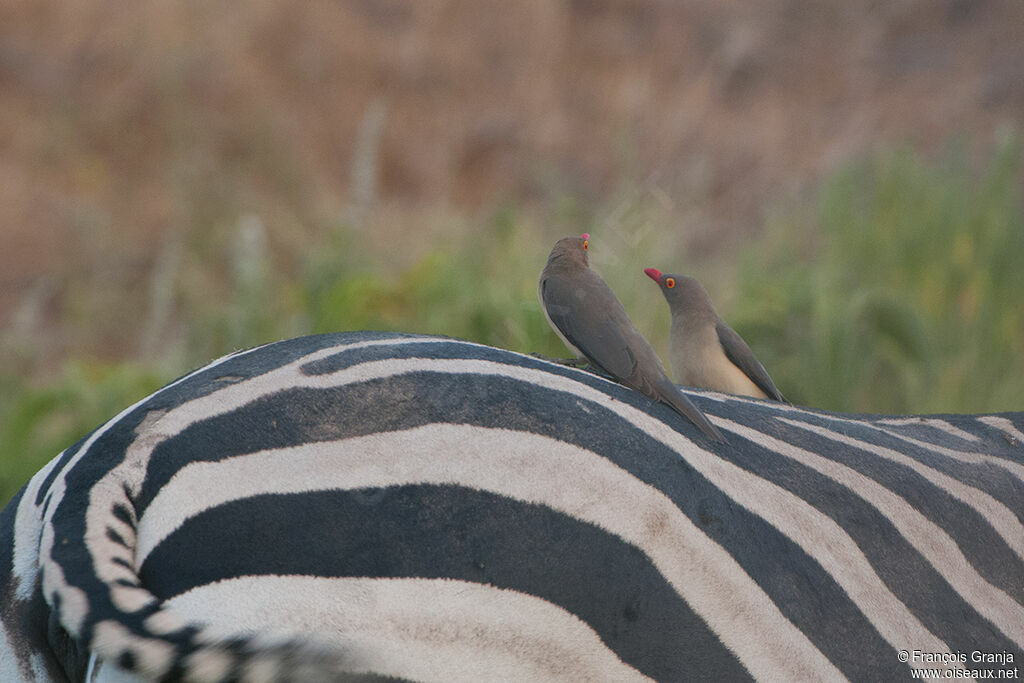 Red-billed Oxpeckeradult