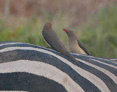 Red-billed Oxpecker