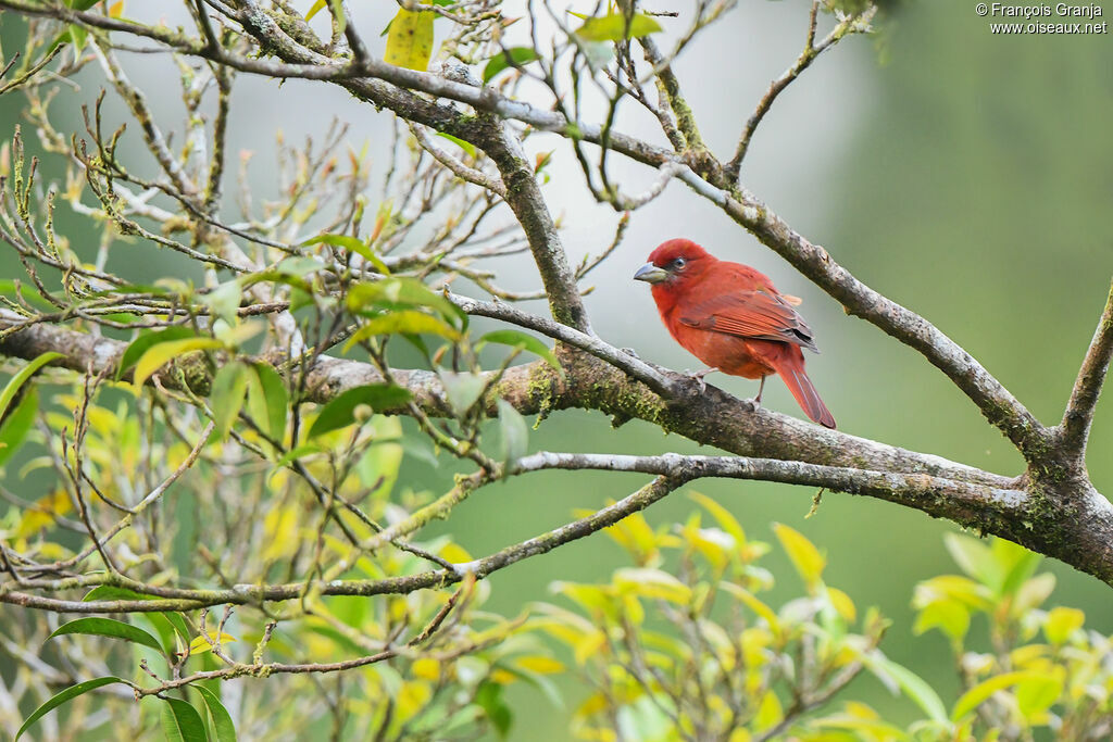 Tooth-billed Tanager