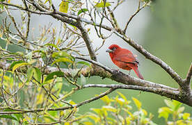 Tooth-billed Tanager