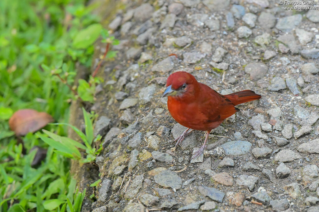 Tooth-billed Tanager