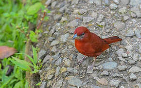 Tooth-billed Tanager