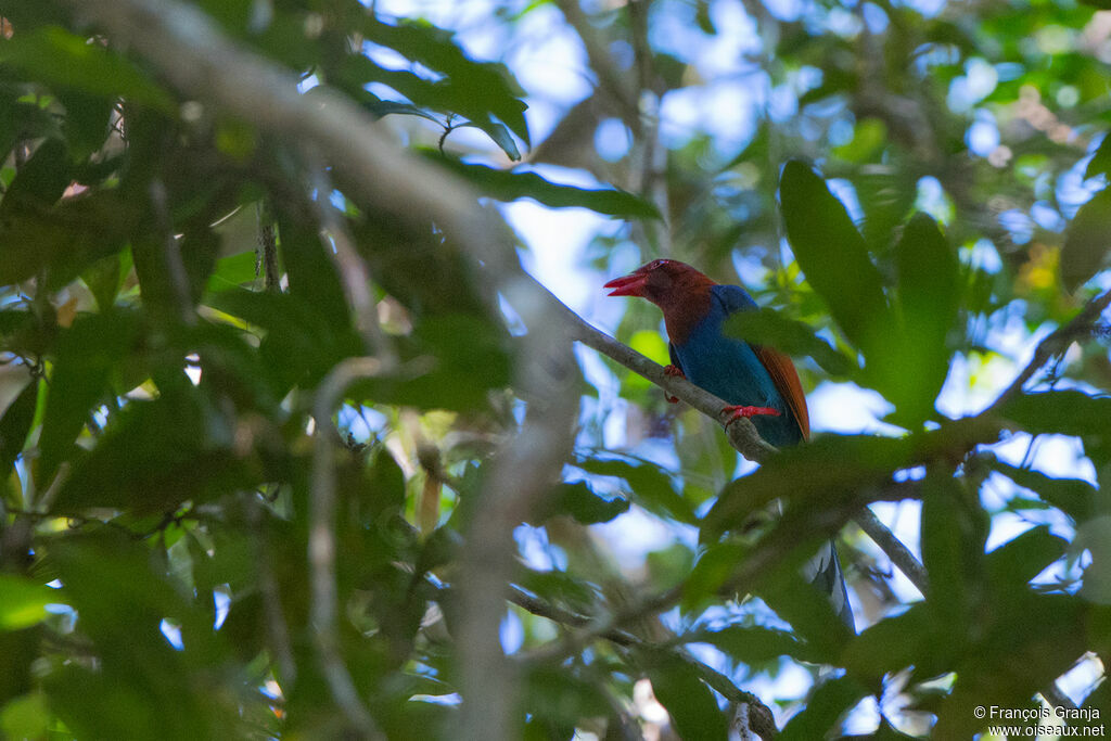 Sri Lanka Blue Magpie