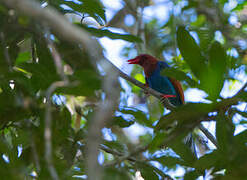 Sri Lanka Blue Magpie