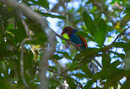 Sri Lanka Blue Magpie