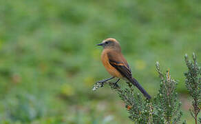 Brown-backed Chat-Tyrant