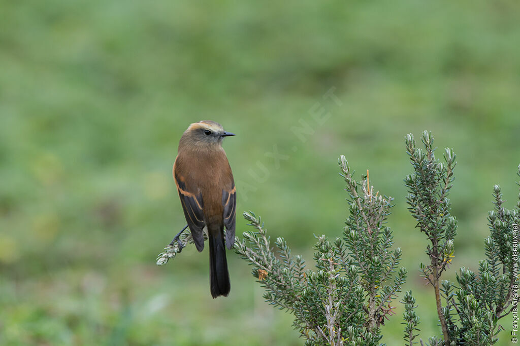 Brown-backed Chat-Tyrant