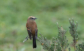 Brown-backed Chat-Tyrant