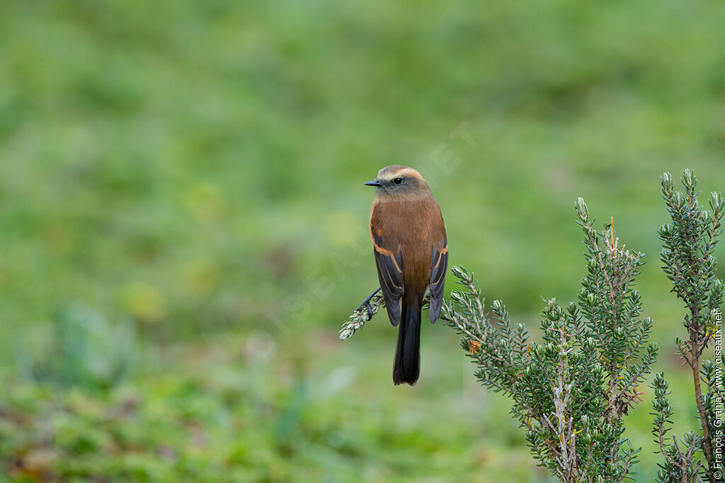 Brown-backed Chat-Tyrant