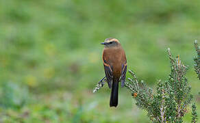 Brown-backed Chat-Tyrant