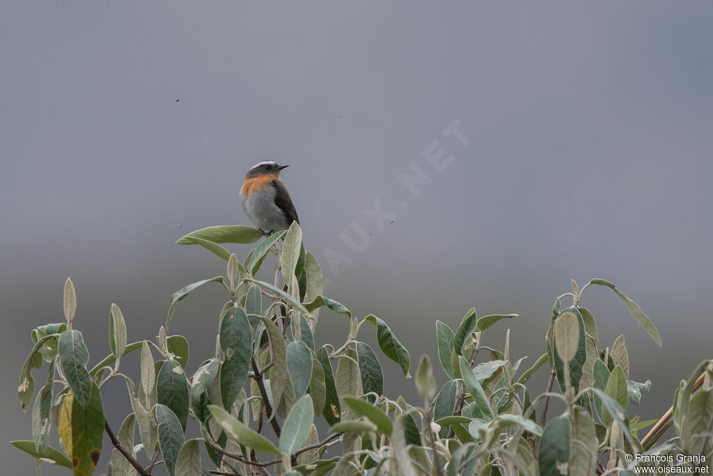 Rufous-breasted Chat-Tyrant