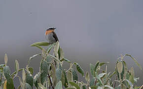 Rufous-breasted Chat-Tyrant