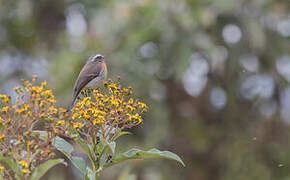 Rufous-breasted Chat-Tyrant