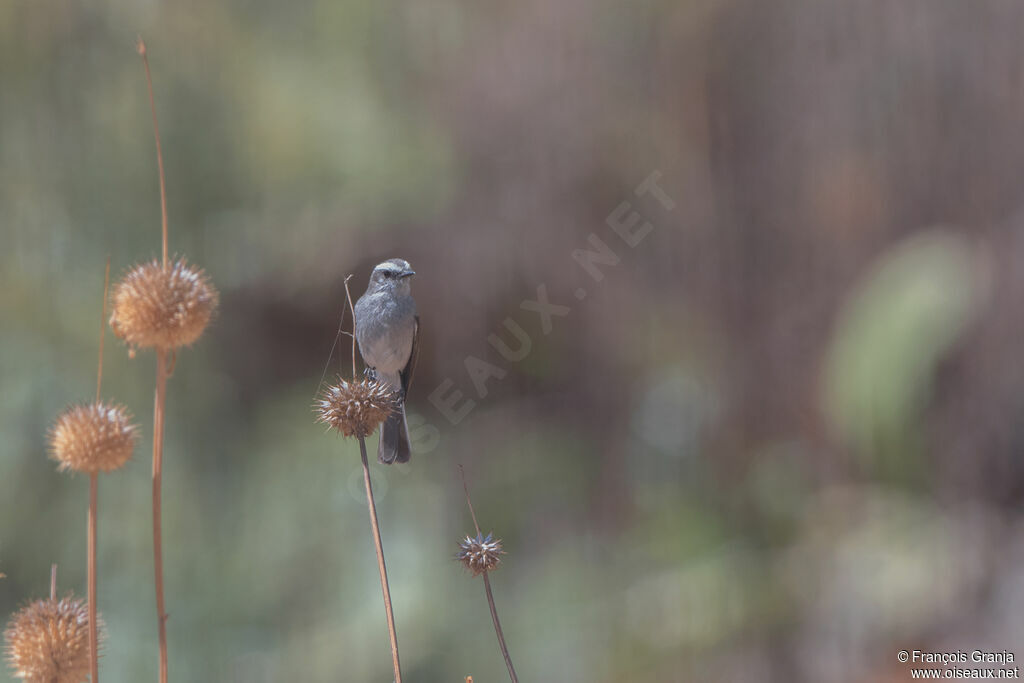 White-browed Chat-Tyrant