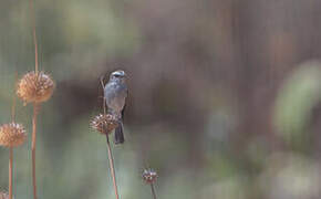 White-browed Chat-Tyrant