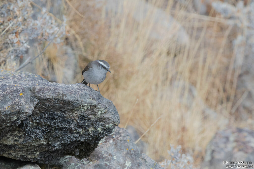 White-browed Chat-Tyrant