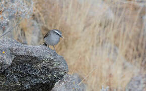 White-browed Chat-Tyrant