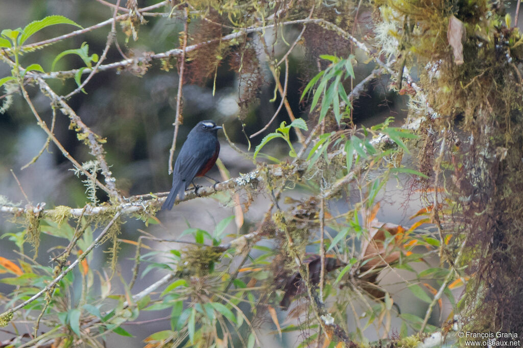 Slaty-backed Chat-Tyrant