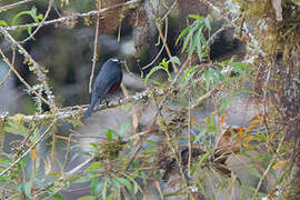 Slaty-backed Chat-Tyrant