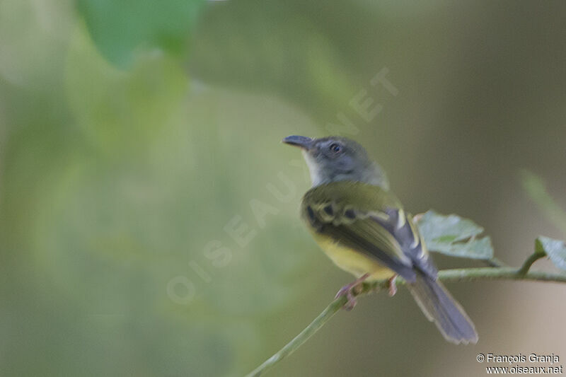 Platyrhynque jaune-oliveadulte