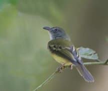 Yellow-olive Flatbill