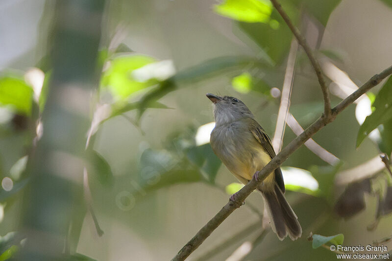 Yellow-olive Flatbilladult