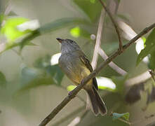 Yellow-olive Flatbill