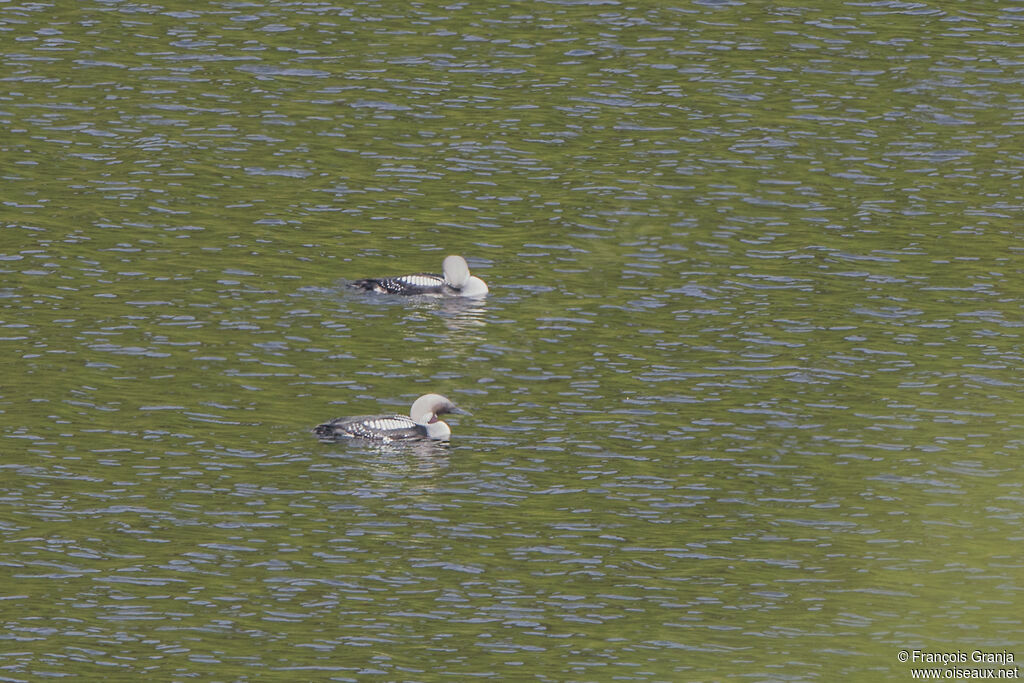 Black-throated Loon