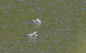 Black-throated Loon