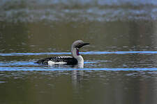 Plongeon arctique