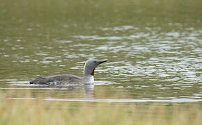 Red-throated Loon