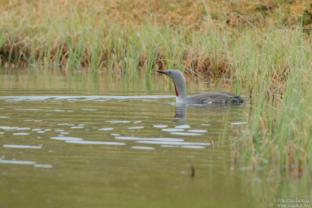 Red-throated Loon