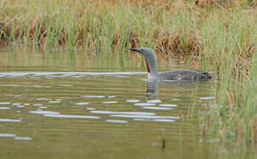 Red-throated Loon