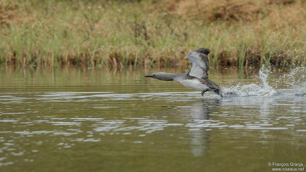 Red-throated Loon