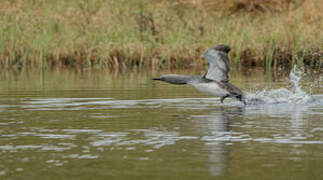 Red-throated Loon