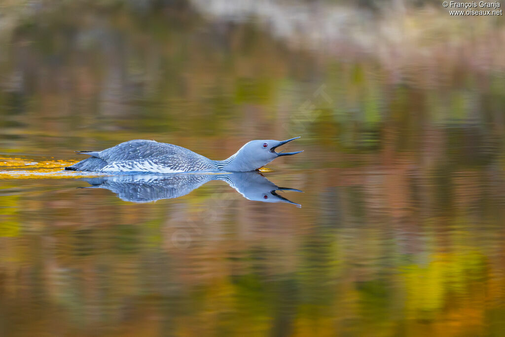 Plongeon catmarin