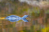 Plongeon catmarin