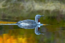 Plongeon catmarin