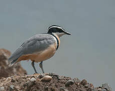 Egyptian Plover