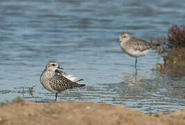 Grey Plover