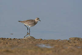 Grey Plover