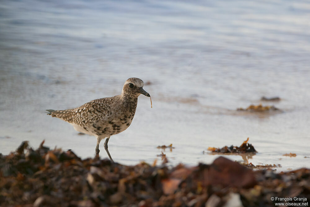 Grey Ploveradult