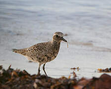 Grey Plover