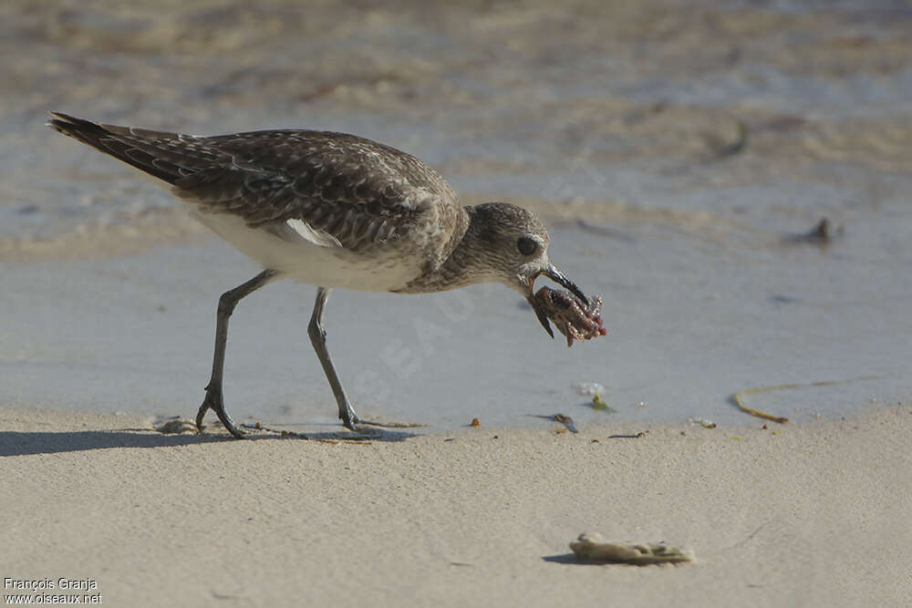 Grey Ploveradult, feeding habits, fishing/hunting