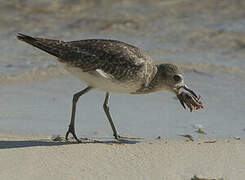 Grey Plover