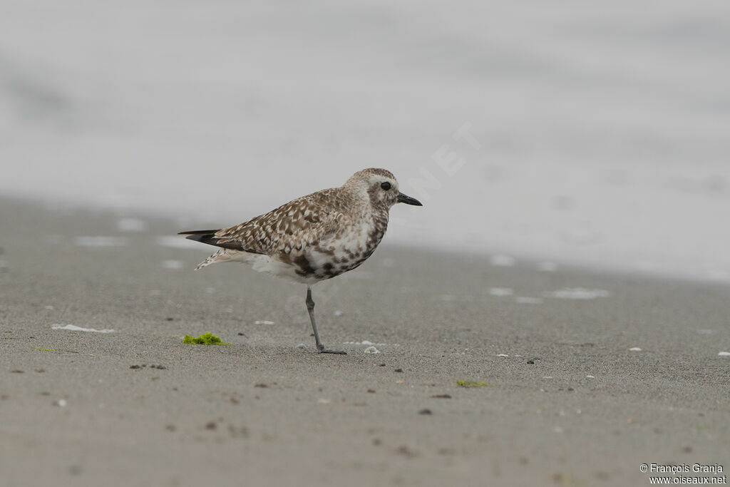 Grey Plover