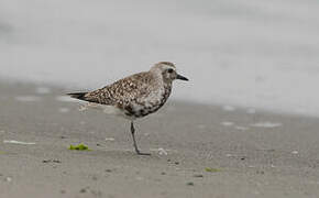 Grey Plover