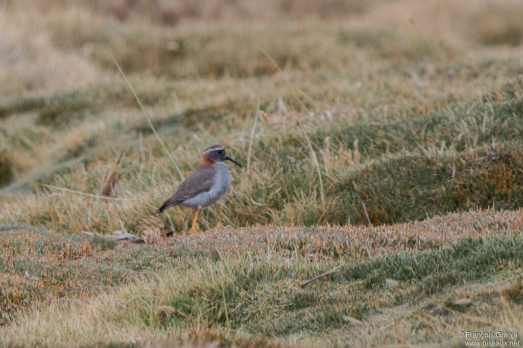 Diademed Sandpiper-Plover