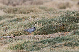 Diademed Sandpiper-Plover