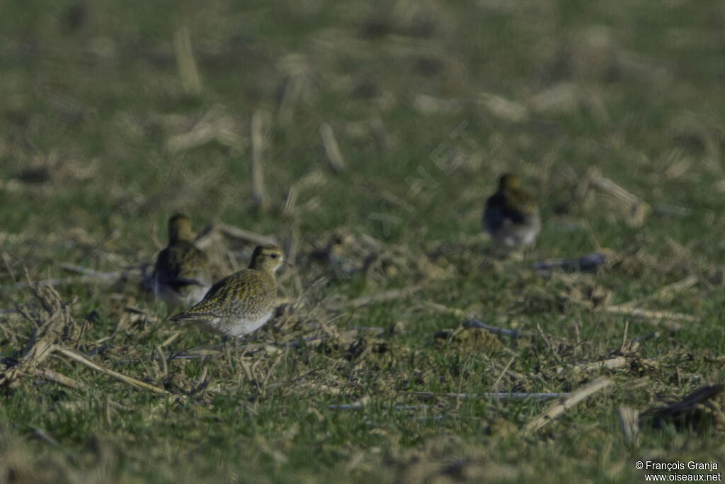 European Golden Plover